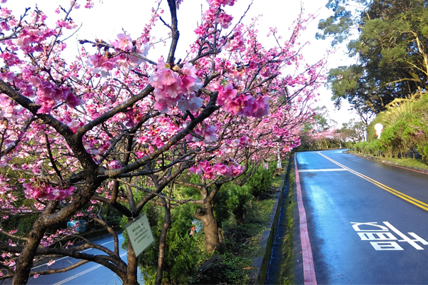 櫻花沿路綻放，美不勝收。（圖片來源／林務局）