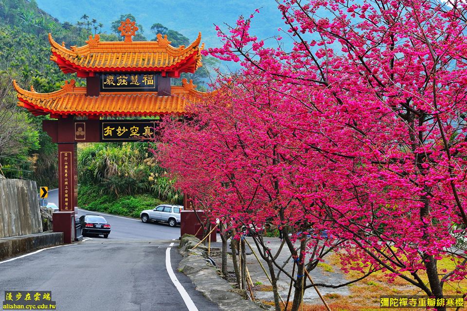阿里山公路上的彌陀禪寺的重瓣山櫻(八重櫻)盛開。(圖片提供／漫步在雲端的阿里山黃源明)