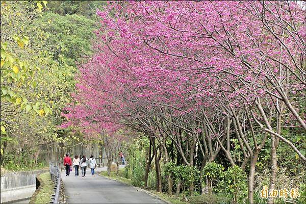 三坑鐵馬道的櫻花。(圖片來源／愛ㄑ桃)