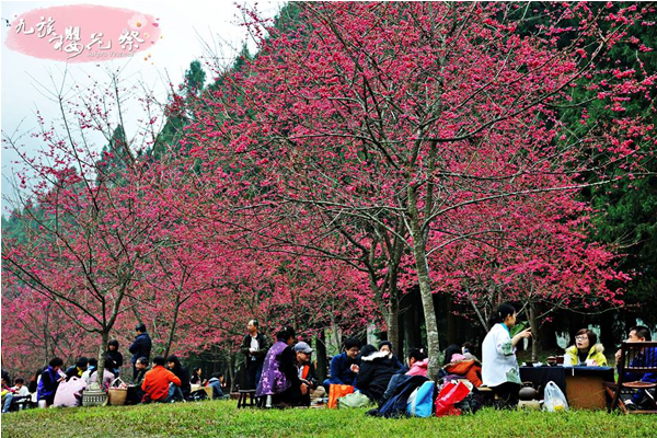 九族櫻花祭。(圖片來源／九族櫻花祭)