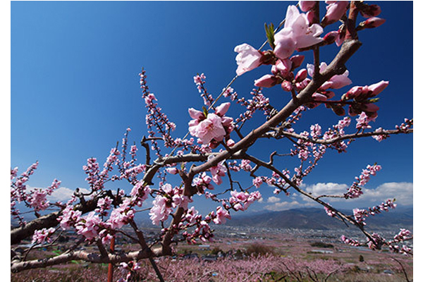 顏色清爽的桃花與藍天相呼應。（圖片來源／rakuten）
