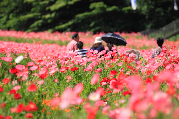 粉紅色和紅色花海漫山遍野，營造夢幻氣氛。（圖片來源／rakuten）