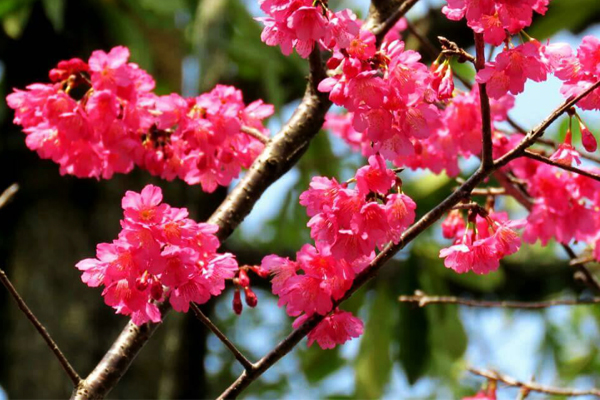 台南嶺頂公園正值山櫻花盛開。（圖片來源／西拉雅國家風景區管理處）