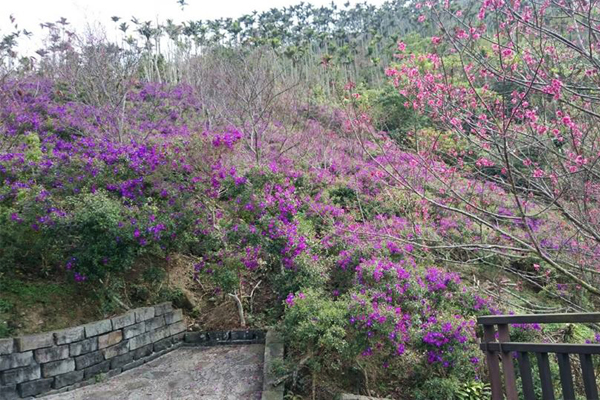 春花盛開，風景美不勝收。（圖片來源／西拉雅國家風景區管理處）