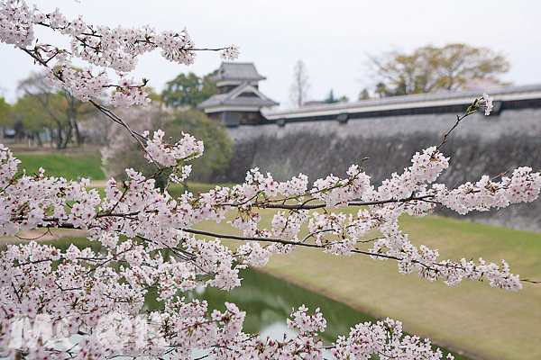 尚未進入熊本城，就已被周遭櫻花滿開的美景迷住了。（圖片提供／TRAVELER Luxe旅人誌）