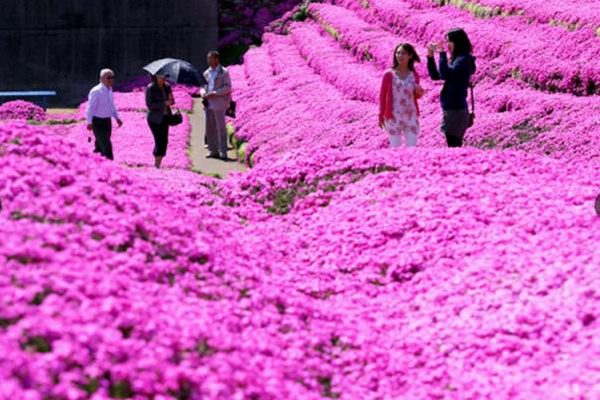 日本老翁種下最浪漫的芝櫻花海。（圖片來源／asahi）