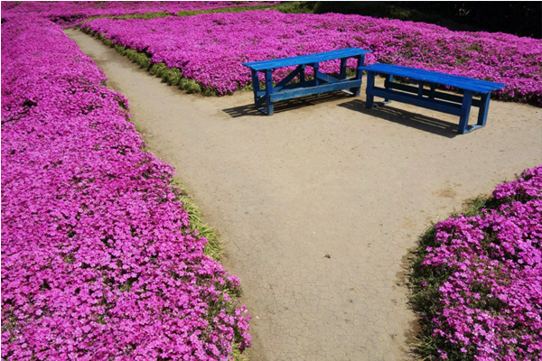 芝櫻於每年三、四月盛開。（圖片來源／芝桜_黒木邸）