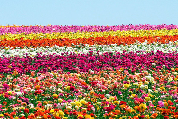 每到春天便使得卡爾斯班農場內廣達50英畝的坡地被五彩繽紛的鮮花所覆蓋。(圖片來源／loveandlist）
