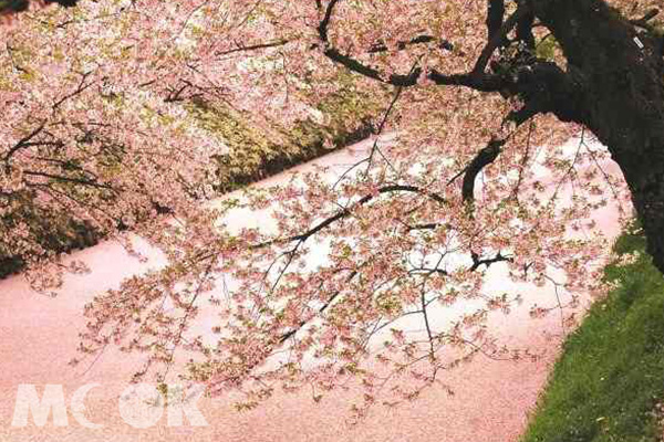 從4月下旬一路持續到5月初，可欣賞到「櫻花地毯」的優美景致。(圖片提供／樂天旅遊)