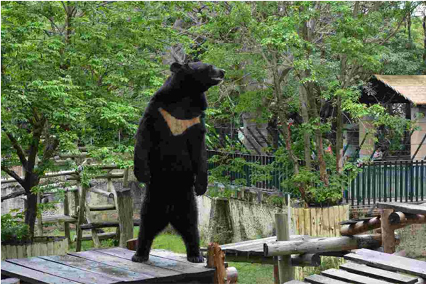 站立的台灣黑熊意外引起話題。（圖片來源／Shou Shan Zoo 壽山動物園）