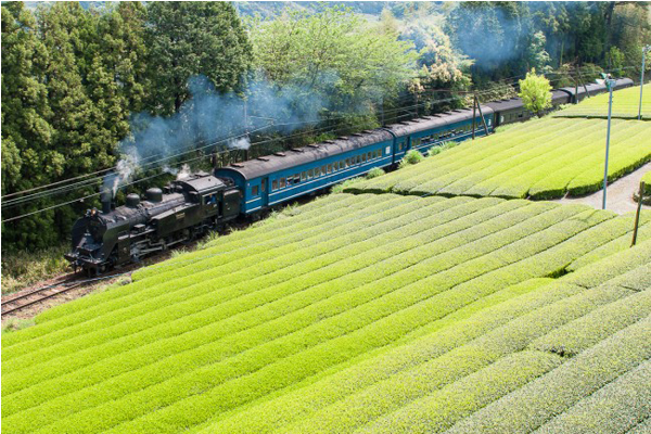 靜岡縣茶園景色，美不勝收。(圖片來源／voyapon)