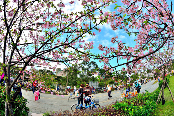 廣大的河濱公園，賞櫻不用人擠人。（圖片來源／新北市高灘地工程管理處）