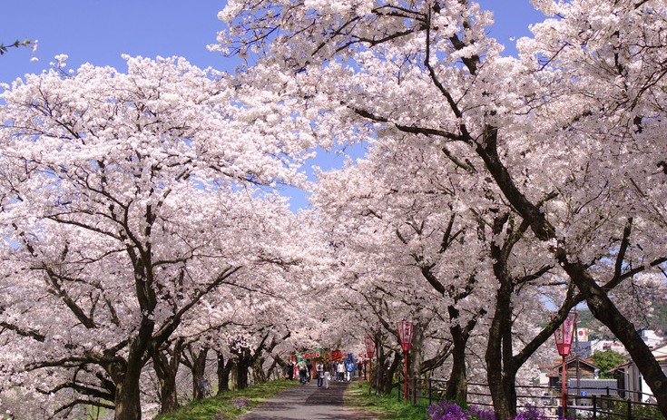 每到三月底四月初，櫻花盛開美景吸引許多國外遊客赴日賞櫻。(圖片來源／島根縣雲南市)
