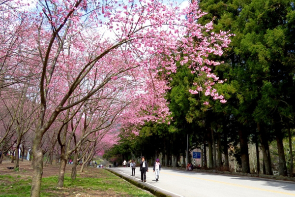 武陵農場櫻花持續綻放 ，直至3月10日都能前往賞花。（圖片來源／武陵農場）