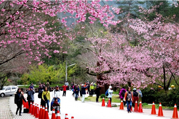 三月份起武陵農場解除交通及總量管制。（圖片來源／武陵農場）