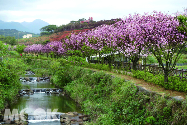 三生步道櫻花盛開搭配潺潺流水。（圖片提供／新北市三芝區公所）