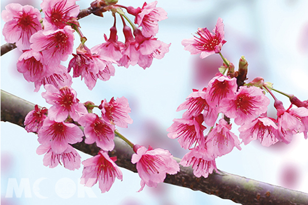 山櫻花。（圖片提供／新北市三芝區公所）