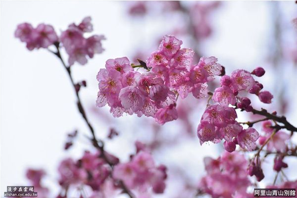 阿里山櫻花正美。(圖片提供／漫步在雲端的阿里山黃源明)