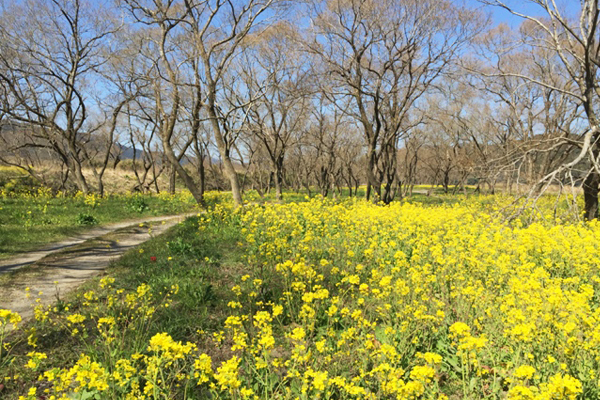 四萬十河河畔滿滿花海，營造恬靜自然的春天氛圍。（圖片來源／lifetour）