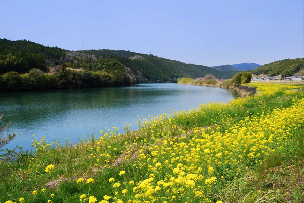 四萬十河河畔花海，營造恬靜自然的春天氛圍。（圖片來源／lifetour）