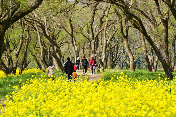 直到三月底都能前往賞花。（圖片來源／city.shimanto）