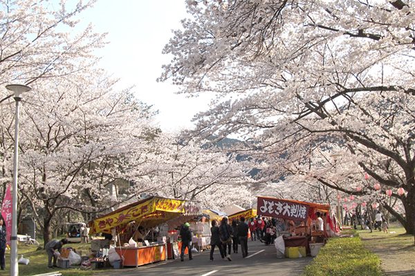日本各大賞櫻景點，都會有小販聚集，販售簡單道地的小吃。（圖片來源／injapan.gaijinpot）