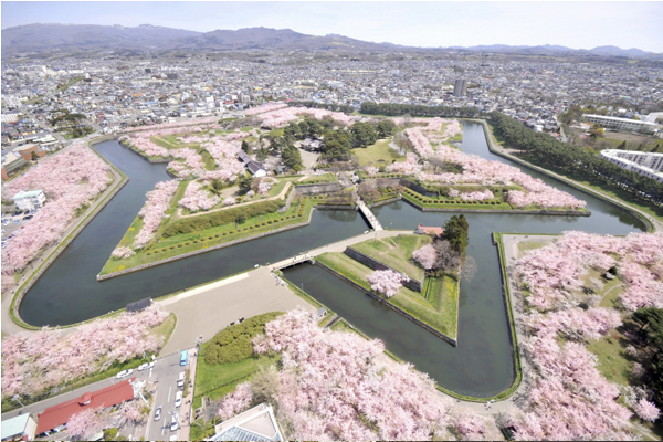 來到五稜郭公園，可以在一旁展望台由上而下俯瞰的星形櫻花海。（圖片來源／hokkaido-sightseeing）