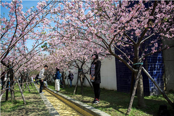 春暖花開的季節到來，新竹展開賞花月活動。（圖片來源／新竹市長林智堅粉絲專頁）