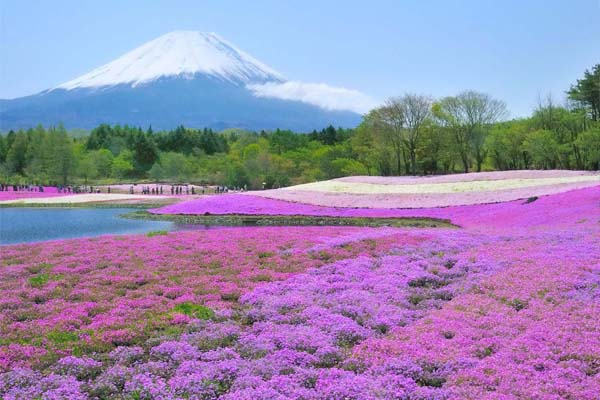 2016年富士櫻花季於4月16日展開。（圖片來源／plaholi）