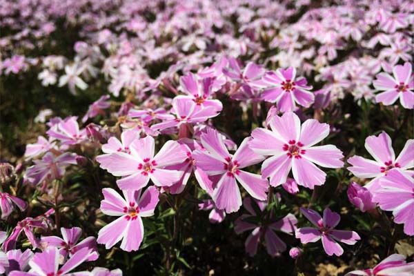 80萬株芝櫻所編織成了粉紅花毯。（圖片來源／富士芝桜まつり）