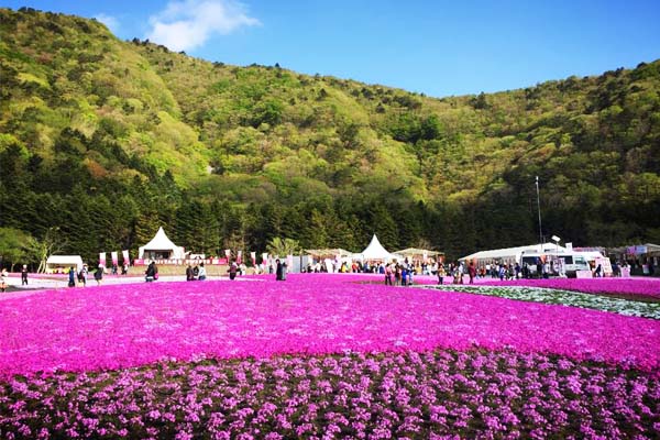 綿延青山環繞著粉色的芝櫻花毯。（圖片來源／富士芝桜まつり）