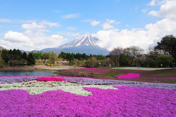 盛開的芝櫻組成了富士山腳下的爛漫花毯。（圖片來源／富士芝桜まつり）