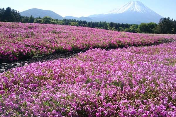 芝櫻花是初夏時節不能錯過的花海美景。（圖片來源／富士芝桜まつり）