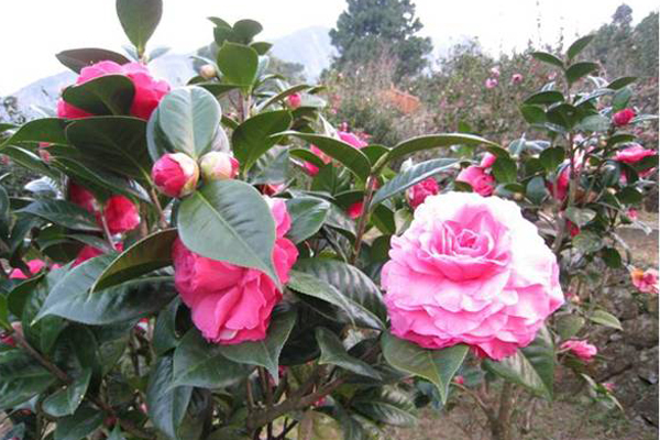 茶花。(圖片來源／生物資源暨農學院實驗林管理處)