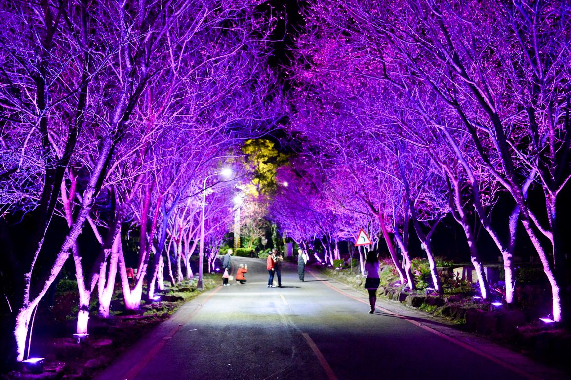 北投復興三路的櫻花隧道夜櫻景色。(圖片來源／台北旅遊網）