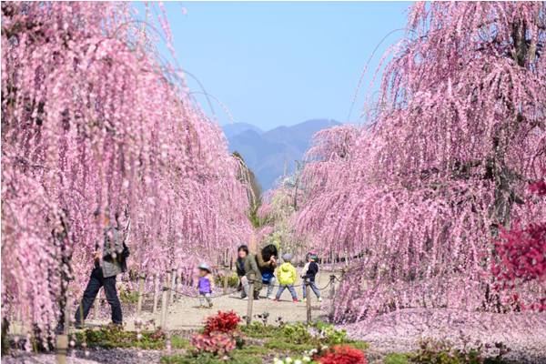 桃紅色的垂梅，株株綻放迸出春天的美好想像。（圖片來源／kankomie）