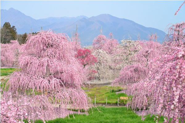 綠草地上，一株株的垂梅綻放盛開，景色相當壯觀。（圖片來源／kankomie）