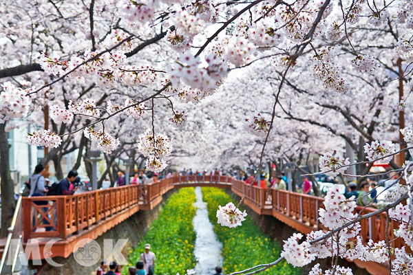 鎮海櫻花燦爛紛飛，有韓國第一賞櫻名所的美譽。（圖片提供／韓國觀光公社）