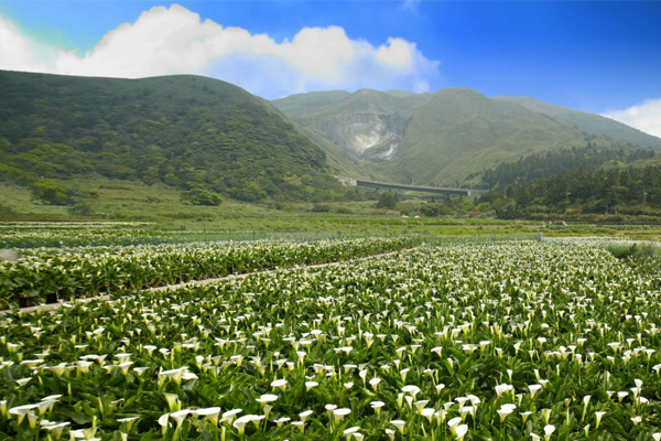 美麗的海芋花田綻放於寬闊的頂湖地區。（圖片來源／夢遊仙境竹子湖）