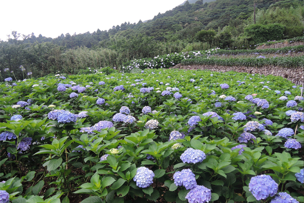 「芋戀道」繡球花花色漸層多變化，美不勝收。（圖片來源／北市大地處）