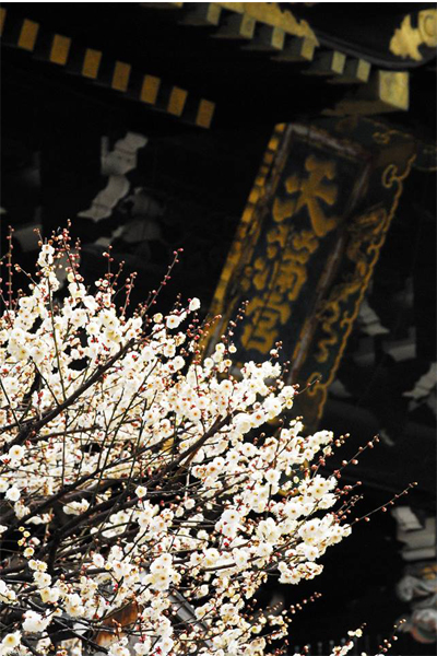 北野天満宮是京都的參拜與賞梅名所。（圖片來源／北野天満宮）