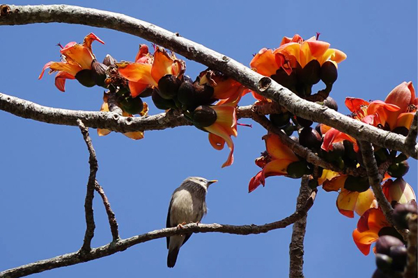 木棉花綻放的美景連鳥兒都前來欣賞。（圖片來源／臺南市白河區公所）