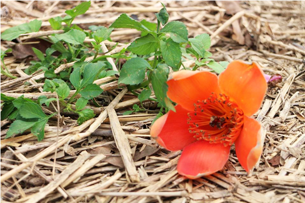 顏色大方可愛的木棉花。（圖片來源／臺南市白河區公所）