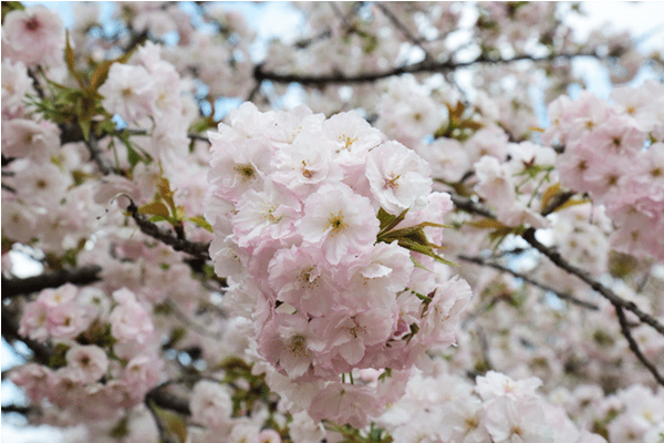 淡粉色的牡丹櫻，被選為今年的造幣局之花。（圖片來源／大阪造幣局）