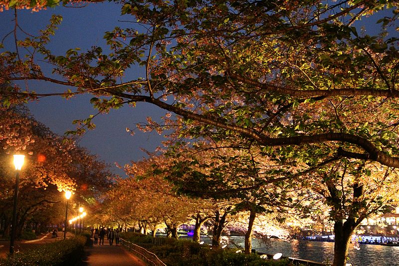 夜間打上燈光，展現不同的櫻花面貌。（圖片來源／area-g）
