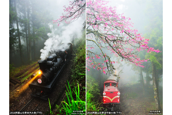 蒸汽火車搭配櫻花、雲霧構成了經典的阿里山美景。(圖片提供／漫步在雲端的阿里山黃源明)