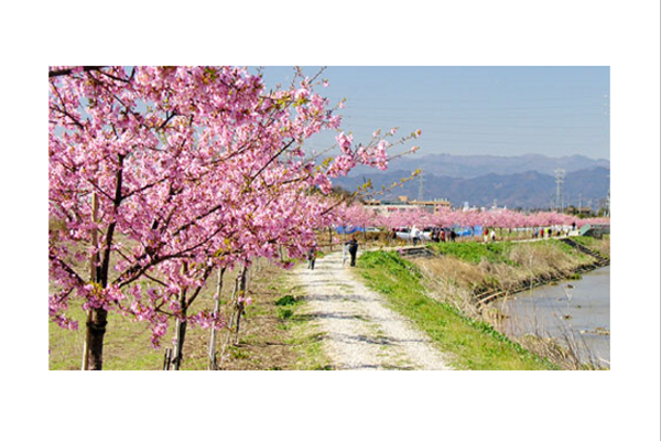 住吉河津櫻3月中旬進入盛開期。(圖片來源／坂戸市)