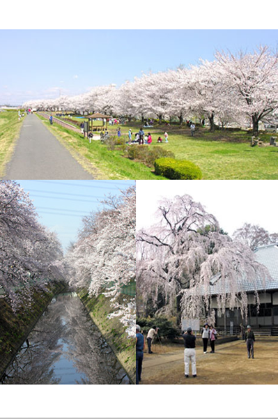 高麗川櫻堤(上)與東坂戸地區櫻木花道(左下)、慈眼寺枝垂櫻(右下)櫻花美景值得一看。(圖片來源／坂戸市)