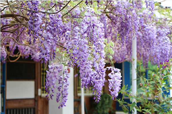 瑞里紫藤花最初由阿喜紫藤民宿開始種植，每年到了三月份美麗的紫花綻放生姿。(圖片來源／阿喜紫藤)