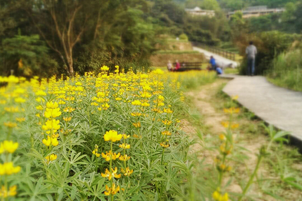 魯冰花為貓空捎來春天的信息。（圖片來源／台北市政府工務局大地工程處官網）